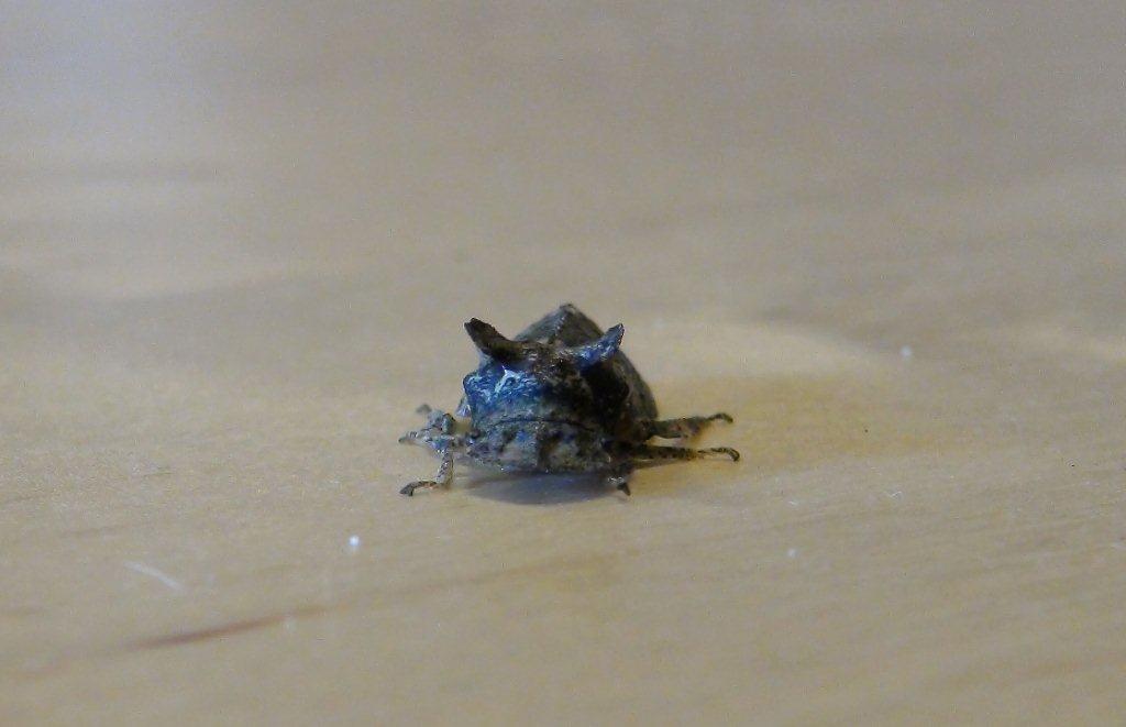 Ledra aurita - Cicadellidae Ledrinae